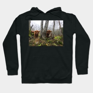 Scottish Highland Cattle Calves 1577 Hoodie